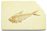Detailed Fossil Fish (Diplomystus) - Wyoming #372307-1